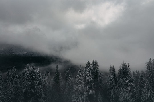 Foggy Trees And Mountain View In Washington