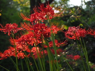 太陽の下の彼岸花　ヨコ