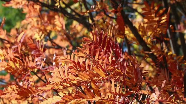 Orange autumn leaves of Mountain ash tree (also known as Rowan or Sorbus aucuparia) waving on the wind. Trees in autumn forest. Autumn Scene footage