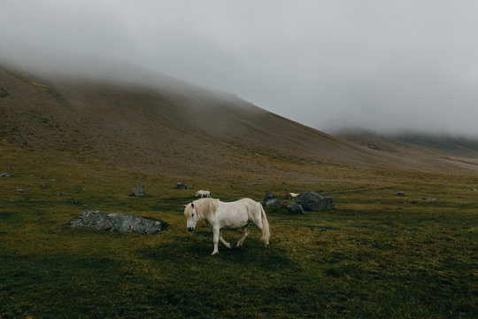 Icelandic Horses In The Westfjords