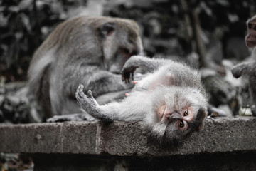 Monkey forest, Ubud.