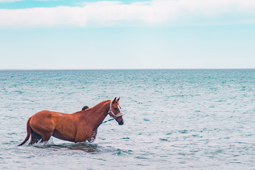 Caballos