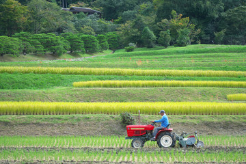 Kyoto,Japan-September 27, 2019: Rice harvesting season in Kyoto, Japan