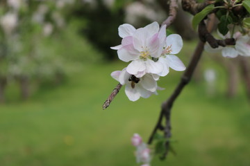 Apple blossom with bee in the spring in Maine