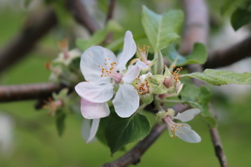 Apple blossom in May in Maine