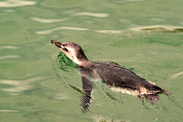 Pinguino