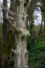 Fototapeta na wymiar Moss growing on dead tree in woodland