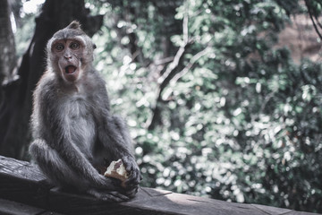 Monkey forest, Ubud.