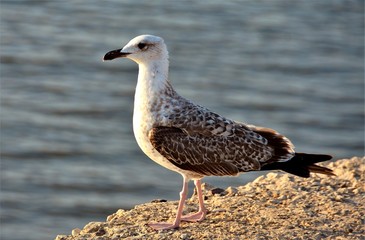 a seagull sitting down