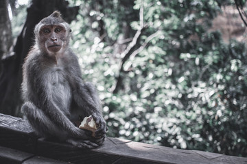 Monkey forest, Ubud.
