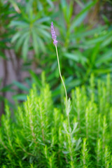 Stems of blue lavender plants growing in the garden
