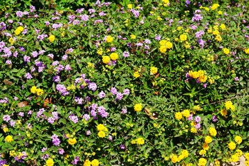 Background of Yellow lantana flowers