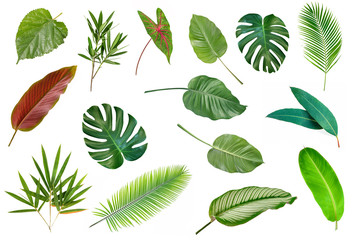 Different Tropical leaves  isolated on white background.