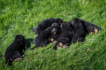 small black german shepherd puppies sleep on green grass