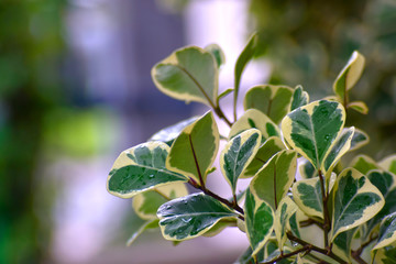 Green leaves in the garden Which is natural looking, comfortable and refreshing	