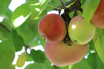 Apples on branch in orchard in Maine in the fall