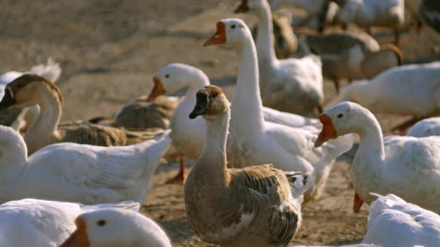 A flock of domestic geese. Close up cute white family goose walking at the yard. Rural landscape. Garden near pond. Small farming. Animal husbandry