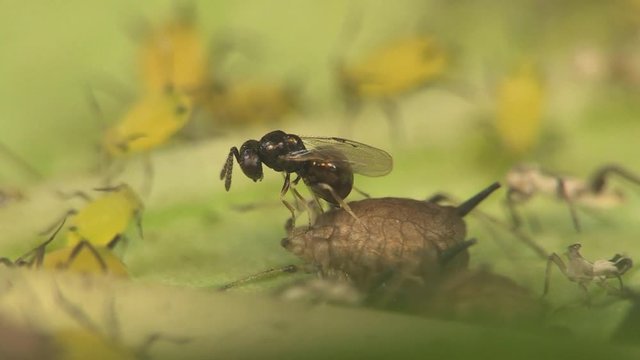 Parasitic wasp laying egg on mummified aphid 1271 6