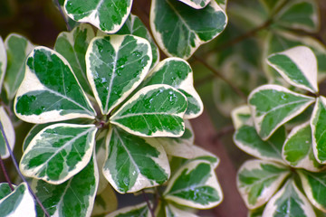 Green leaves in the garden Which is natural looking, comfortable and refreshing	