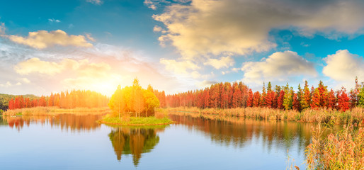 Beautiful colorful forest landscape in autumn season