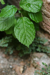 Hoja con con rocío closeup