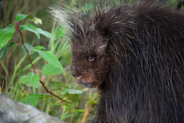 Porcupine 