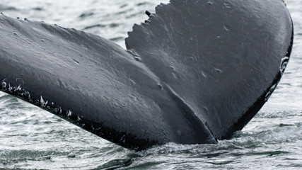 Diving Humpback Whale
