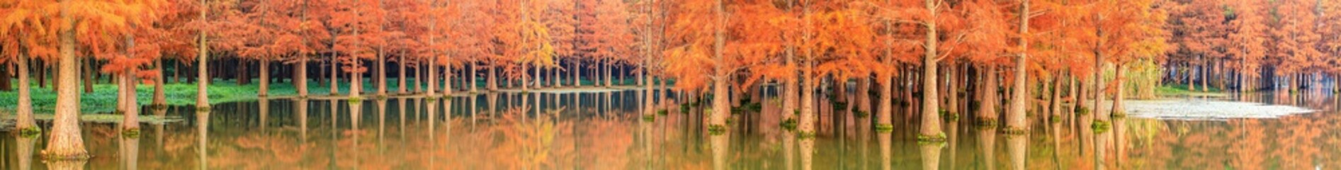 Beautiful colorful forest landscape in autumn season