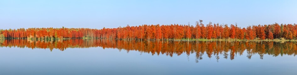 Beautiful colorful forest landscape in autumn season