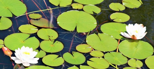 Water lilies growing in the pond in the summer.