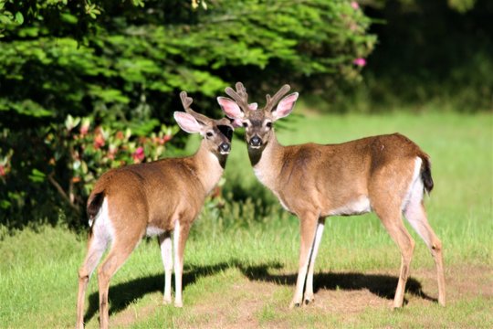 Two bucks with velvet horns standing in the yard. © Marcy