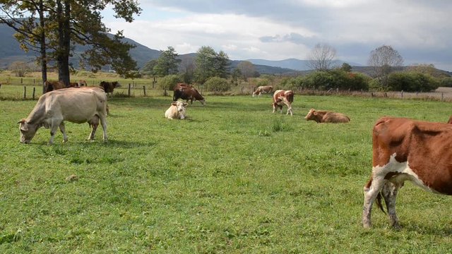 Cows grazing in field with fresh green grass. Animals graze on a meadow. Brown milch cows on pasture. Herd of Dairy   cattle in nature. Farmland in countryside. Milk and meat industry. Breed