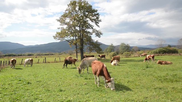 Cows grazing in field with fresh green grass. Animals graze on a meadow. Brown milch cows on pasture. Herd of Dairy cattle in nature. Farmland in countryside. Milk and meat industry. Breed
