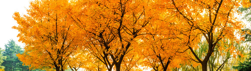 Beautiful yellow ginkgo tree in autumn garden