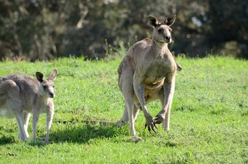 Kangaroos 