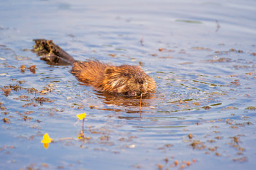 North American beaver swimming in the pond.Beaver marsh.Cuyahoga Valley National Park.Ohio.USA