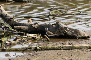 Killdeer by driftwood on lake shoreline