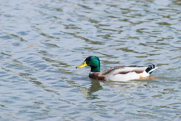 Mallard Duck swimming alone in lake