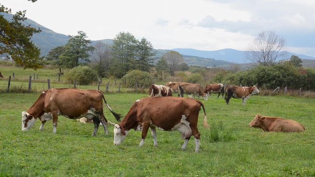 Cows grazing in field with fresh green grass. Animals graze on a meadow. Brown milch cows on pasture. Herd of Dairy cattle in nature. Farmland in countryside. Milk and meat industry. Breed