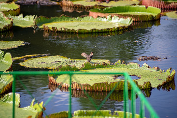 Little Grebe in Water (Tachybaptus ruficollis)