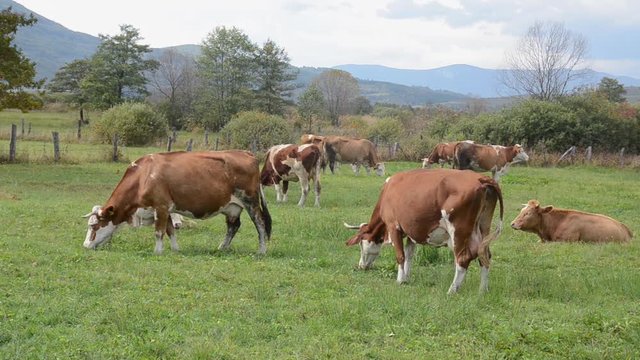 Cows grazing in field with fresh green grass. Animals graze on a meadow. Brown milch cows on pasture. Herd of Dairy cattle in nature. Farmland in countryside. Milk and meat industry. Breed