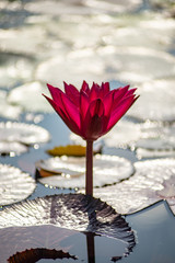 A beautiful red waterlily or lotus flower in pond