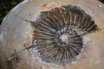 Imprint fossil of an ammonite (Ammonoidea)