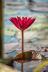 A beautiful red waterlily or lotus flower in pond