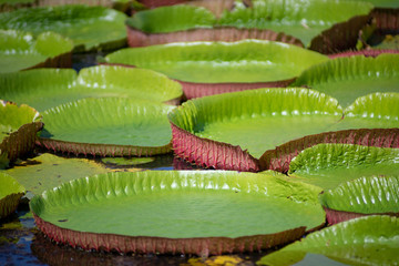 Background of Amazon lily pad (Victoria Regia) lotus leaves 