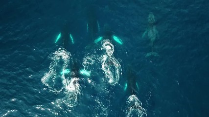 Aerial view of a Pack of humpback whales in the pacific ocean. Marine Animals in nature. Wildlife footage shoot from the air in Chocó, Colombia 