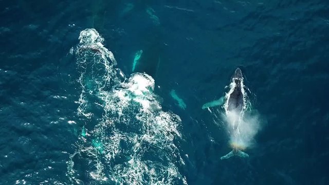 Aerial view of a Pod of humpback whales in blue ocean. Marine Animals in nature. Wildlife footage shoot from air in the Colombian Pacific Ocean, Chocó. 