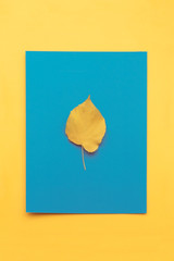 Autumn leaf flat lay composition. Yellow leaf on colorful paper background. Top view, copy space.