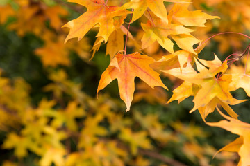 Yellow leaves on trees in autumn