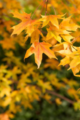 Yellow leaves on trees in autumn